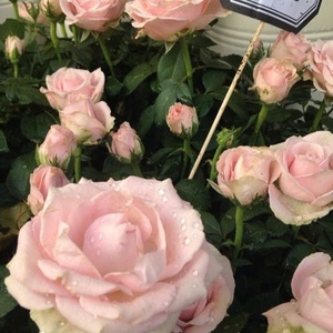 中国老太大毛茸茸视频
